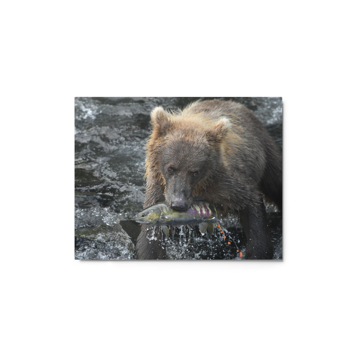 Chum Snack Metal prints