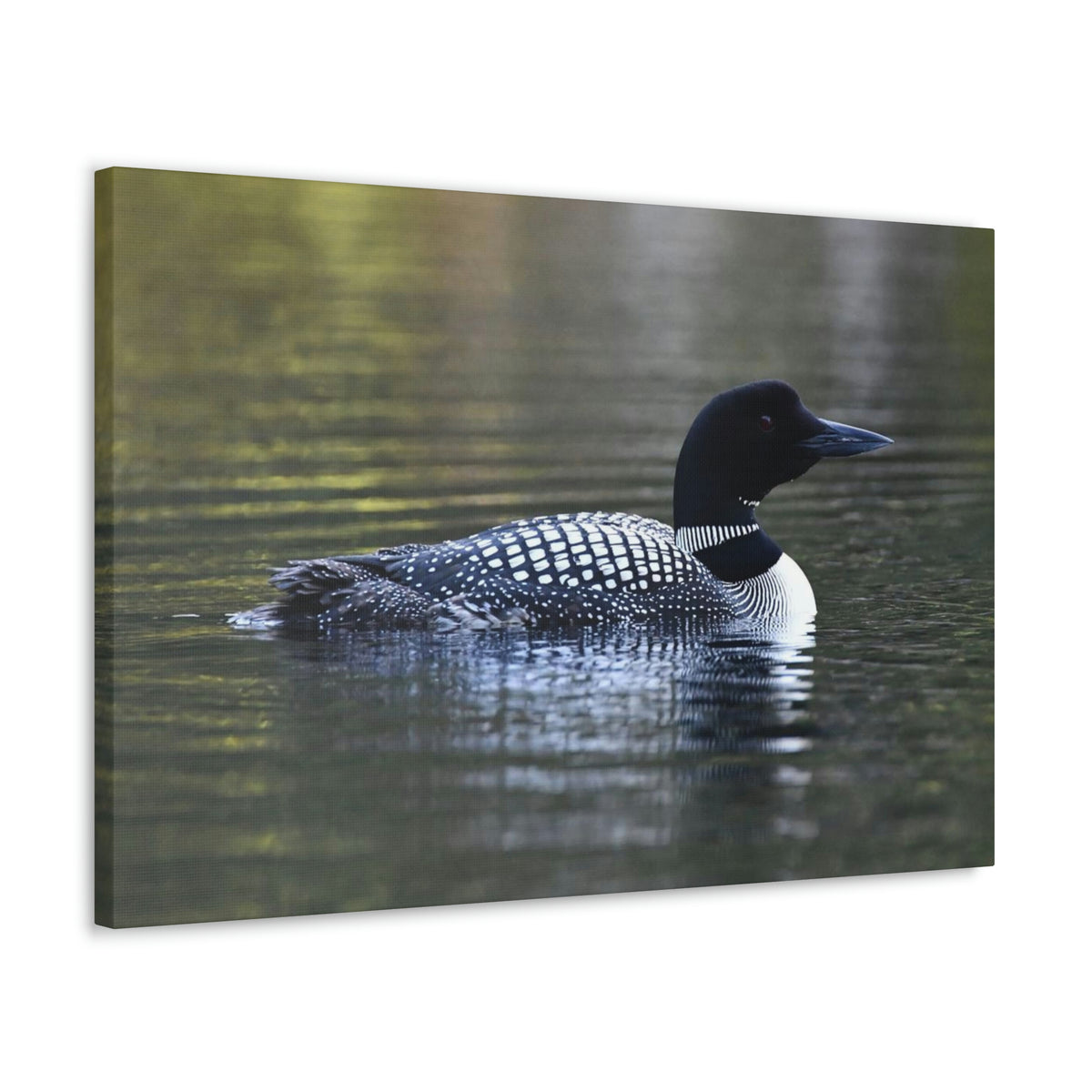 Common Loon Canvas Gallery Wraps