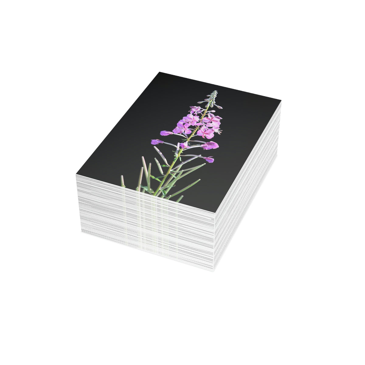 Fireweed Greeting Cards (1, 10, 30, and 50pcs)