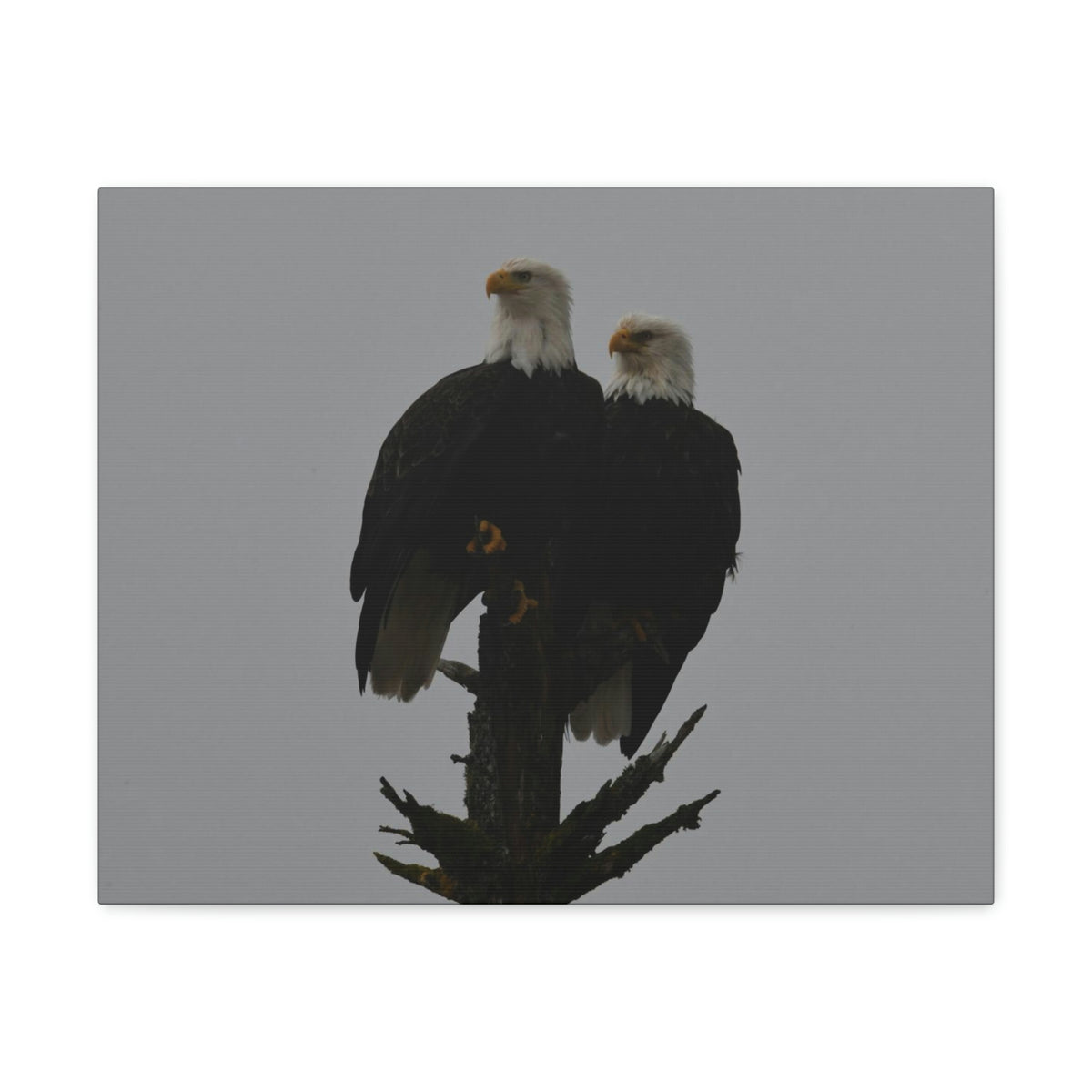 Bald Eagle Pair Canvas Gallery Wraps