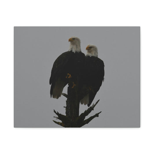 Bald Eagle Pair Canvas Gallery Wraps