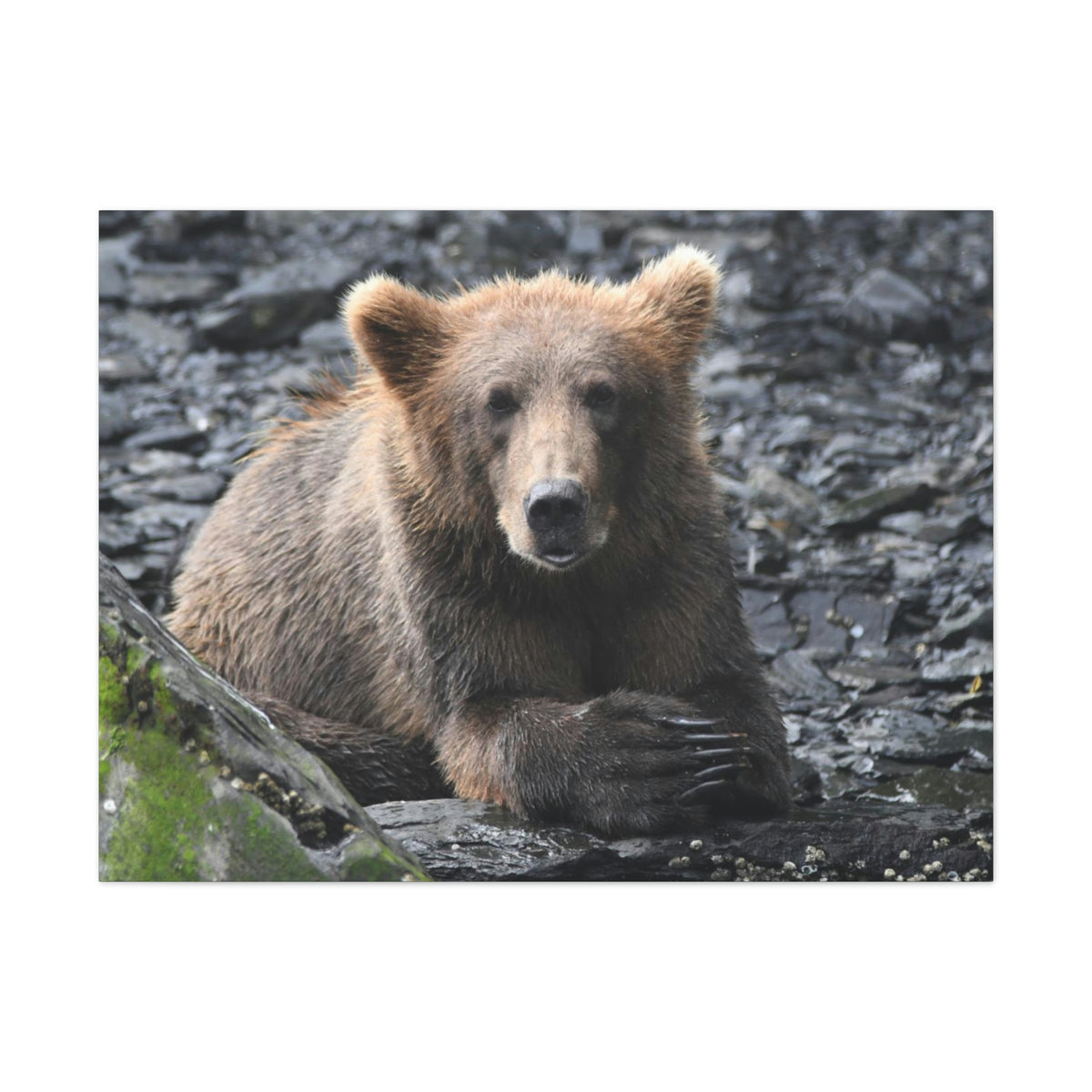 Please Bear Canvas Stretched, 0.75"