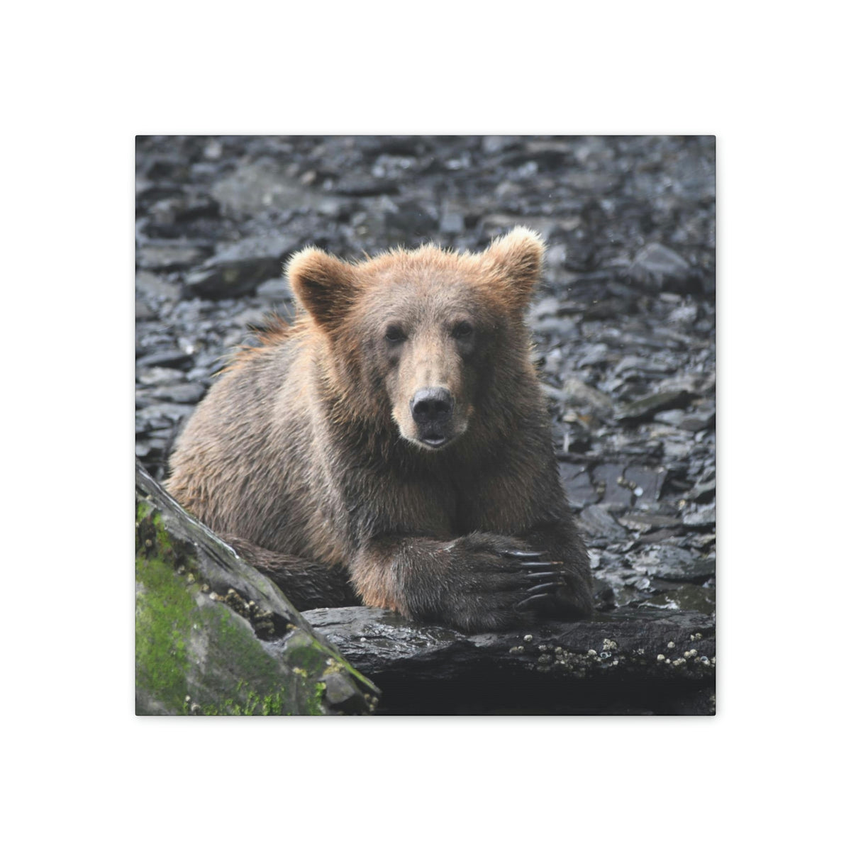 Please Bear Canvas Stretched, 0.75"
