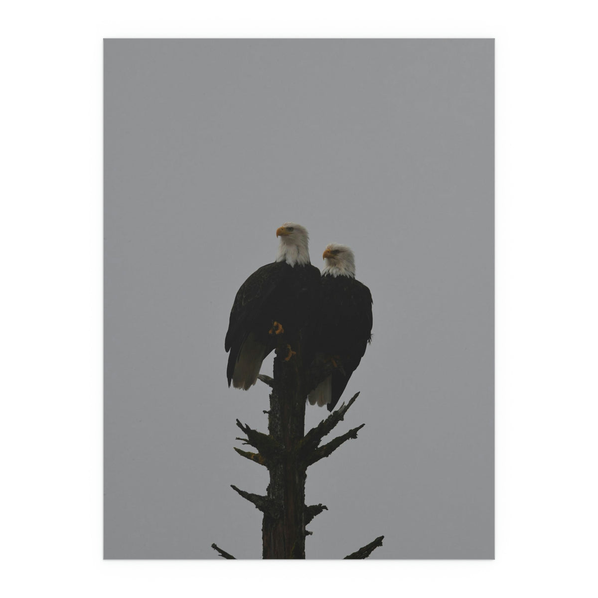 Bald Eagle Pair Fine Art Posters