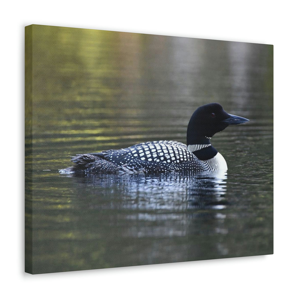 Common Loon Canvas Gallery Wraps