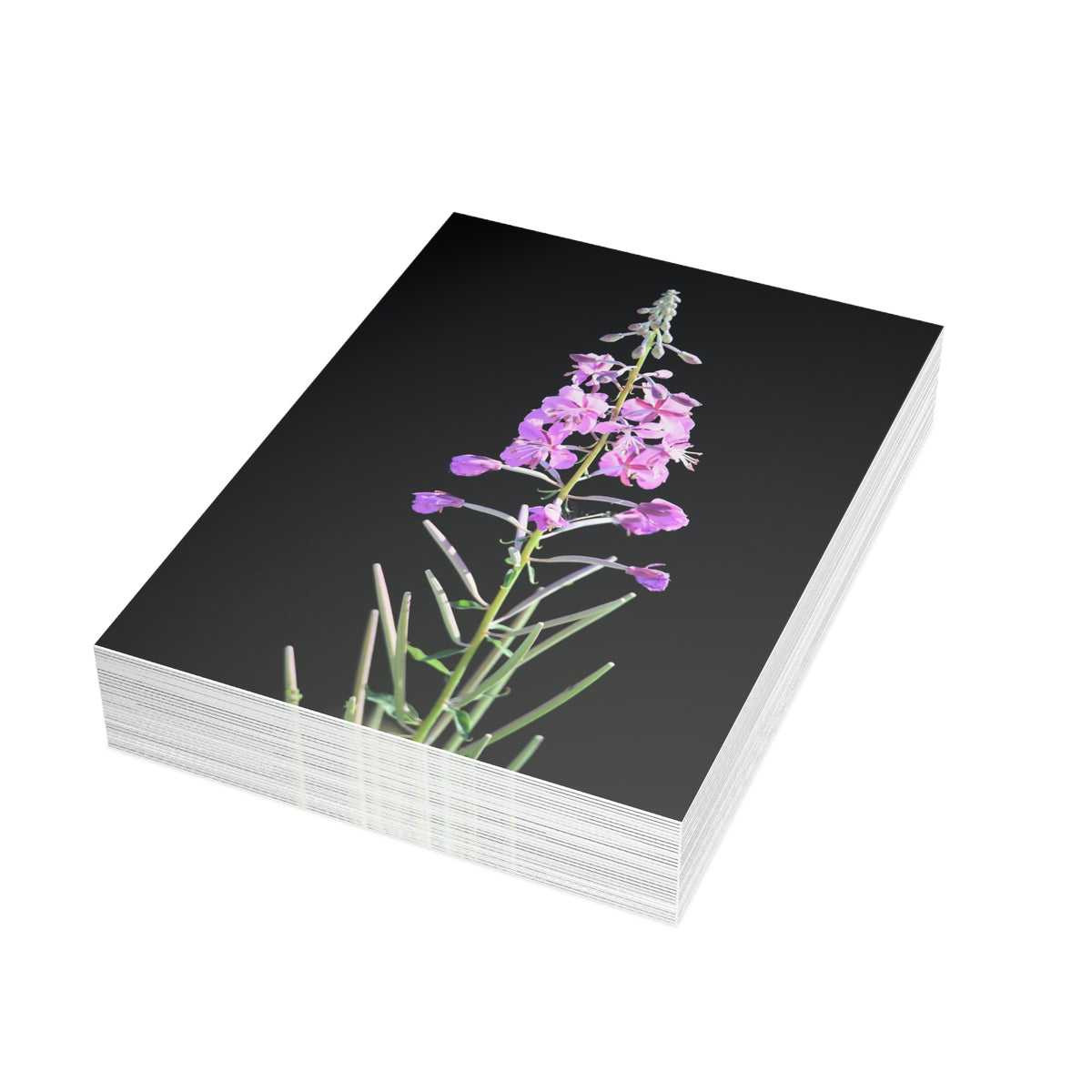 Fireweed Greeting Cards (1, 10, 30, and 50pcs)