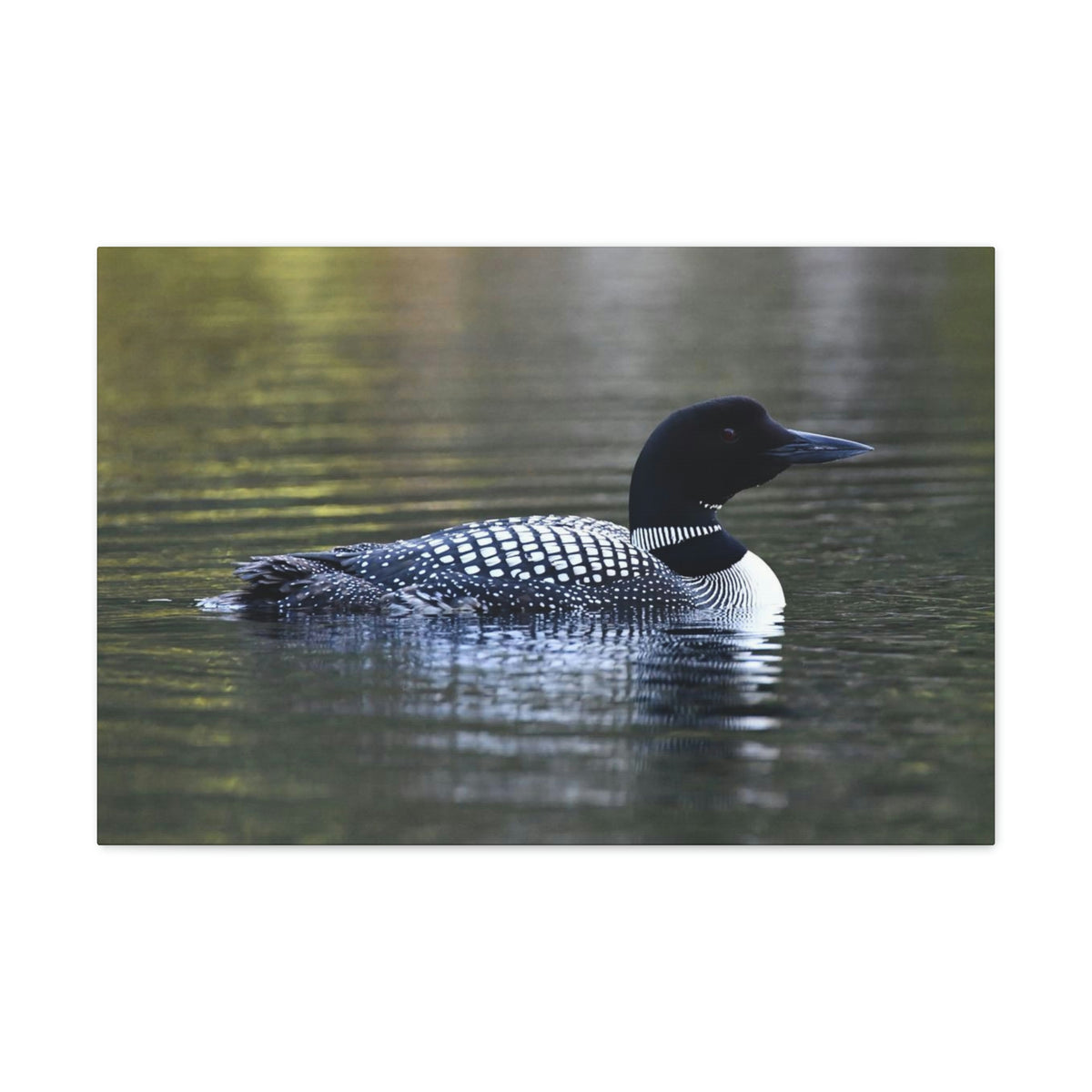 Common Loon Canvas Gallery Wraps