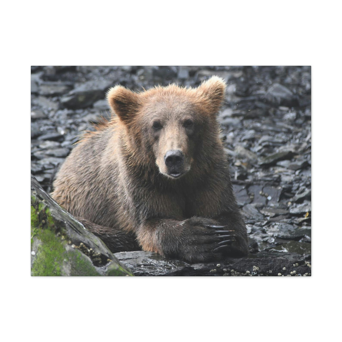 Please Bear Canvas Stretched, 0.75"