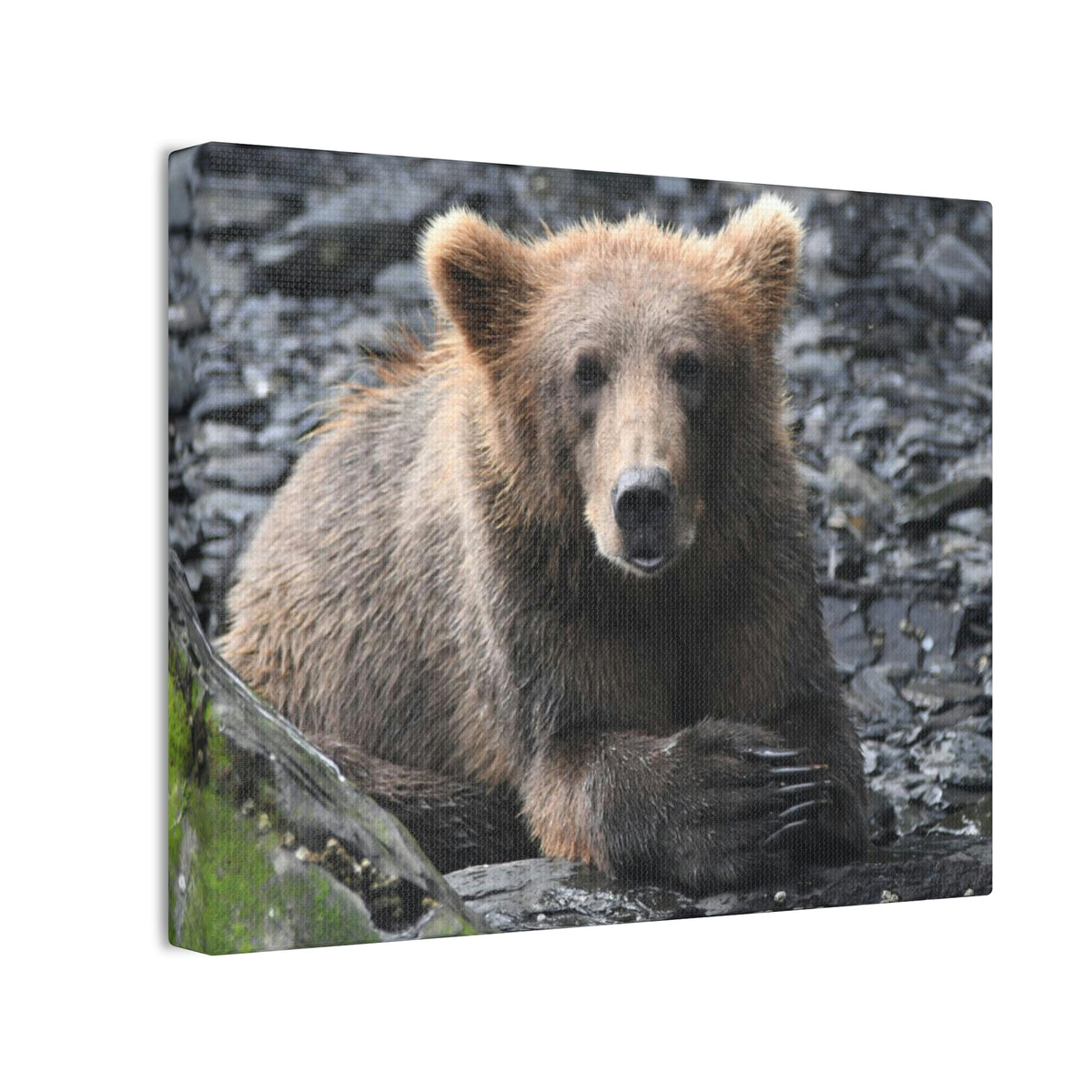 Please Bear Canvas Stretched, 0.75"