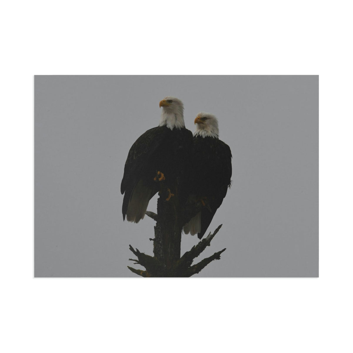 Bald Eagle Pair Fine Art Postcards