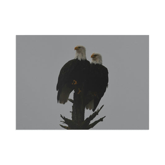 Bald Eagle Pair Fine Art Postcards