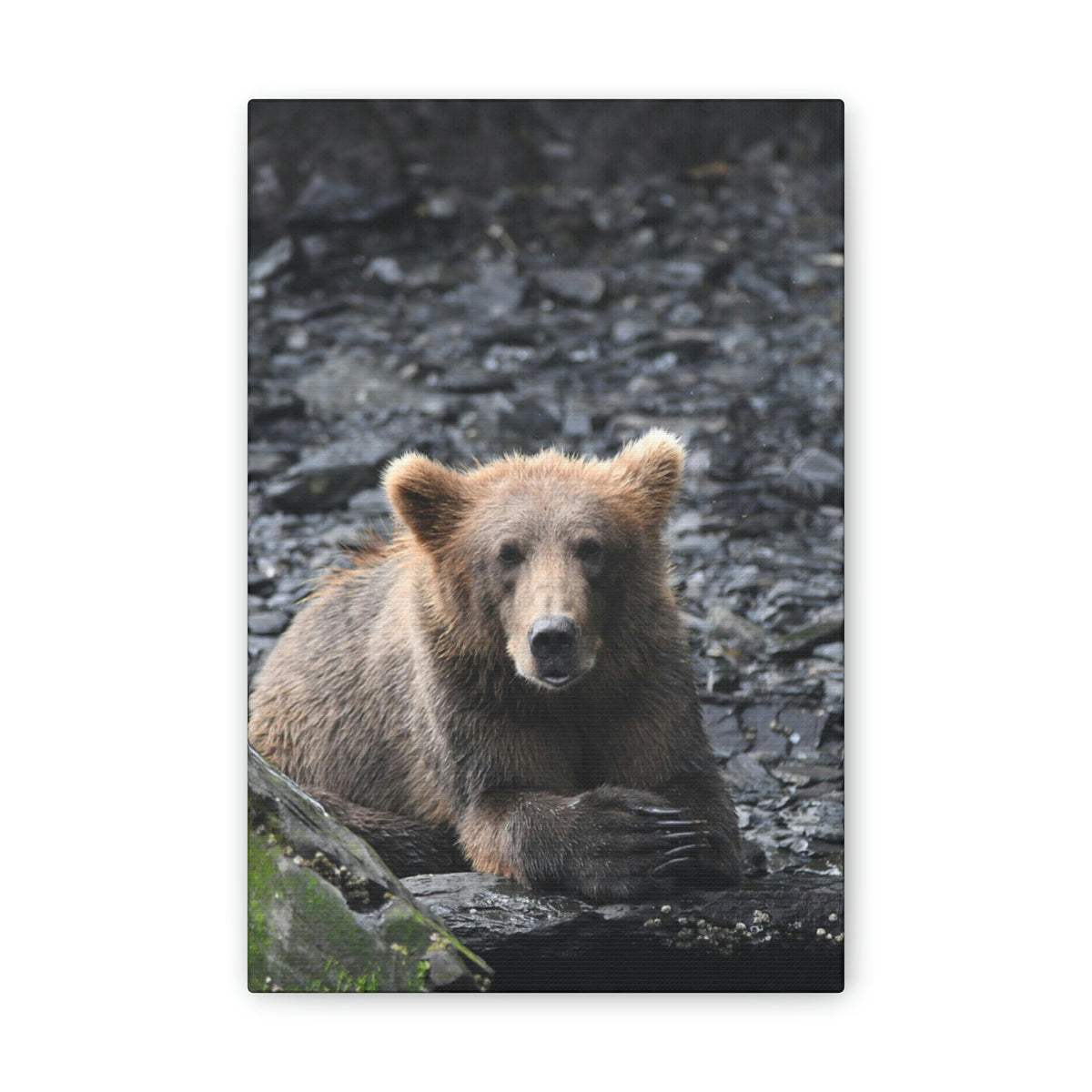 Please Bear Canvas Stretched, 0.75"