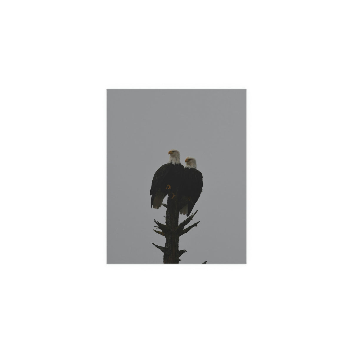 Bald Eagle Pair Fine Art Posters