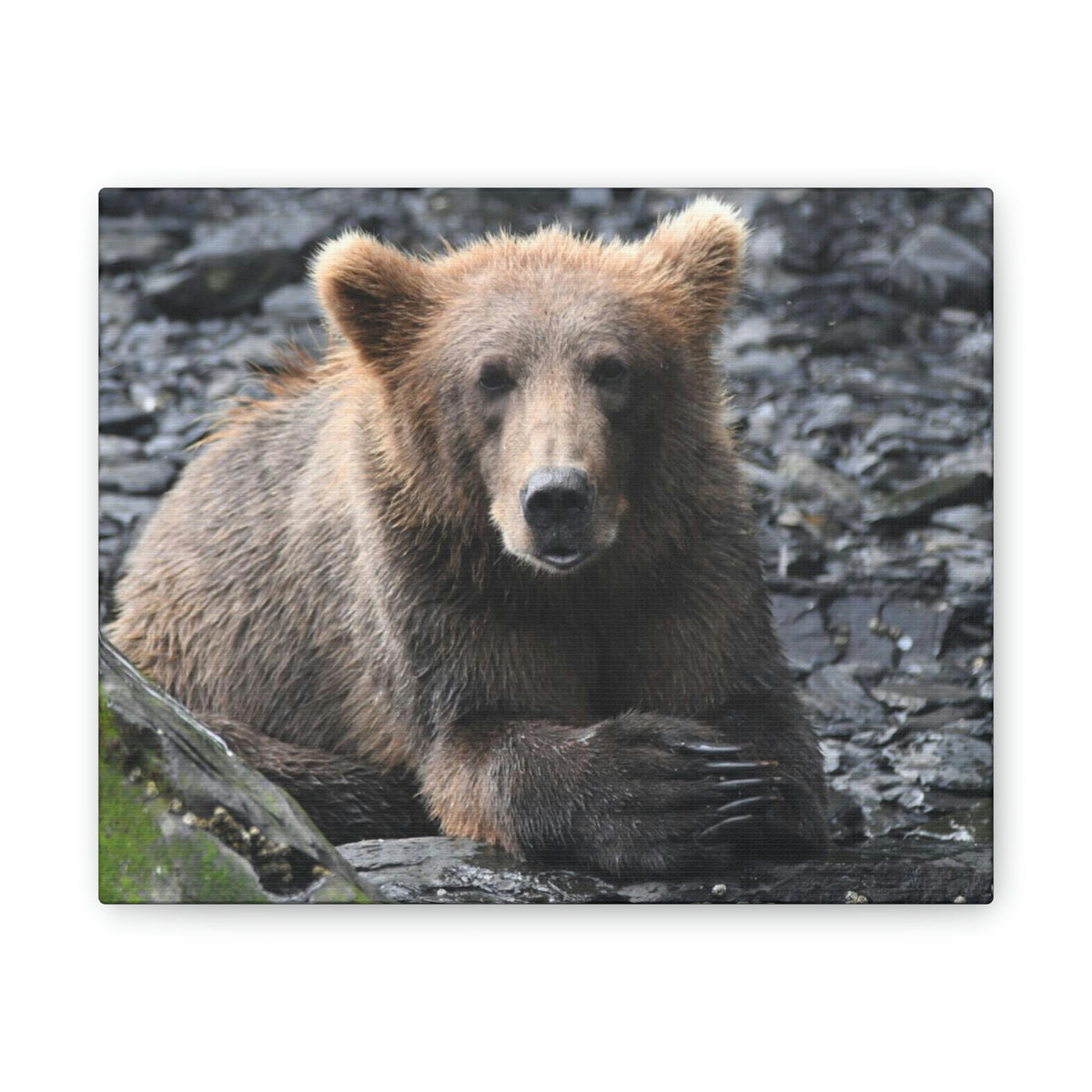 Please Bear Canvas Stretched, 0.75"
