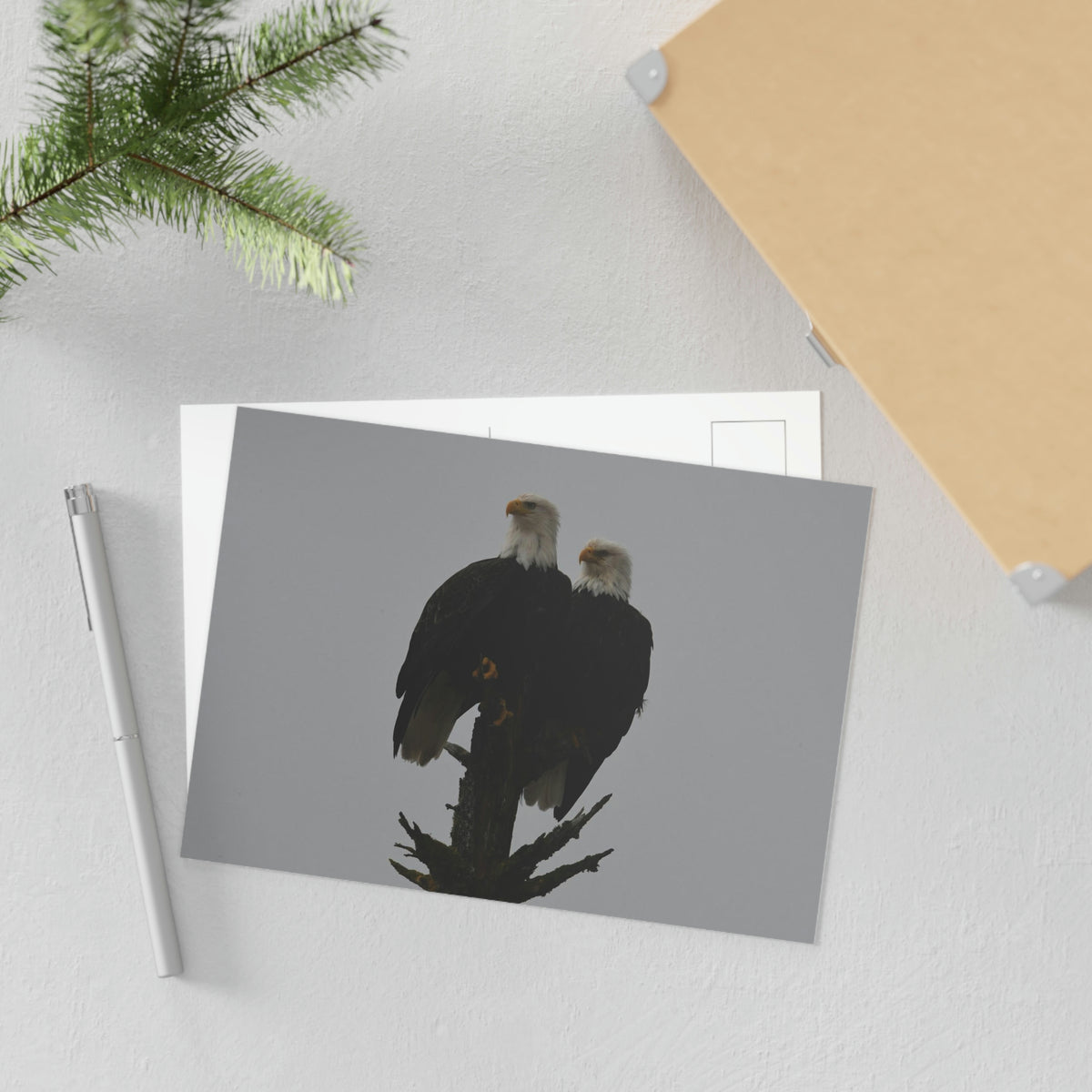 Bald Eagle Pair Fine Art Postcards