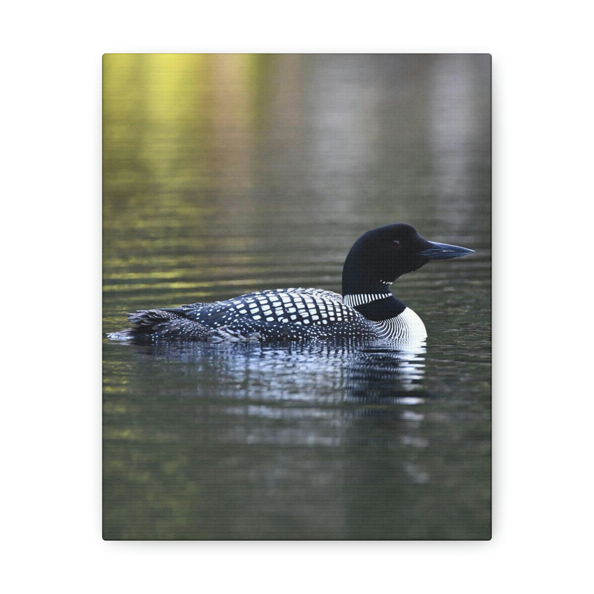 Common Loon Canvas Gallery Wraps