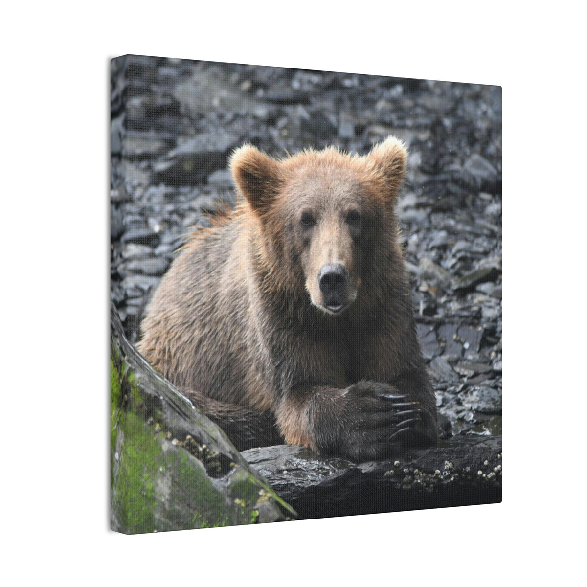 Please Bear Canvas Stretched, 0.75"