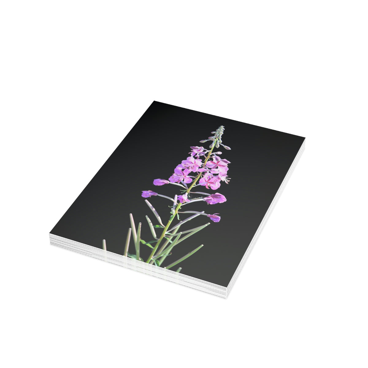 Fireweed Greeting Cards (1, 10, 30, and 50pcs)