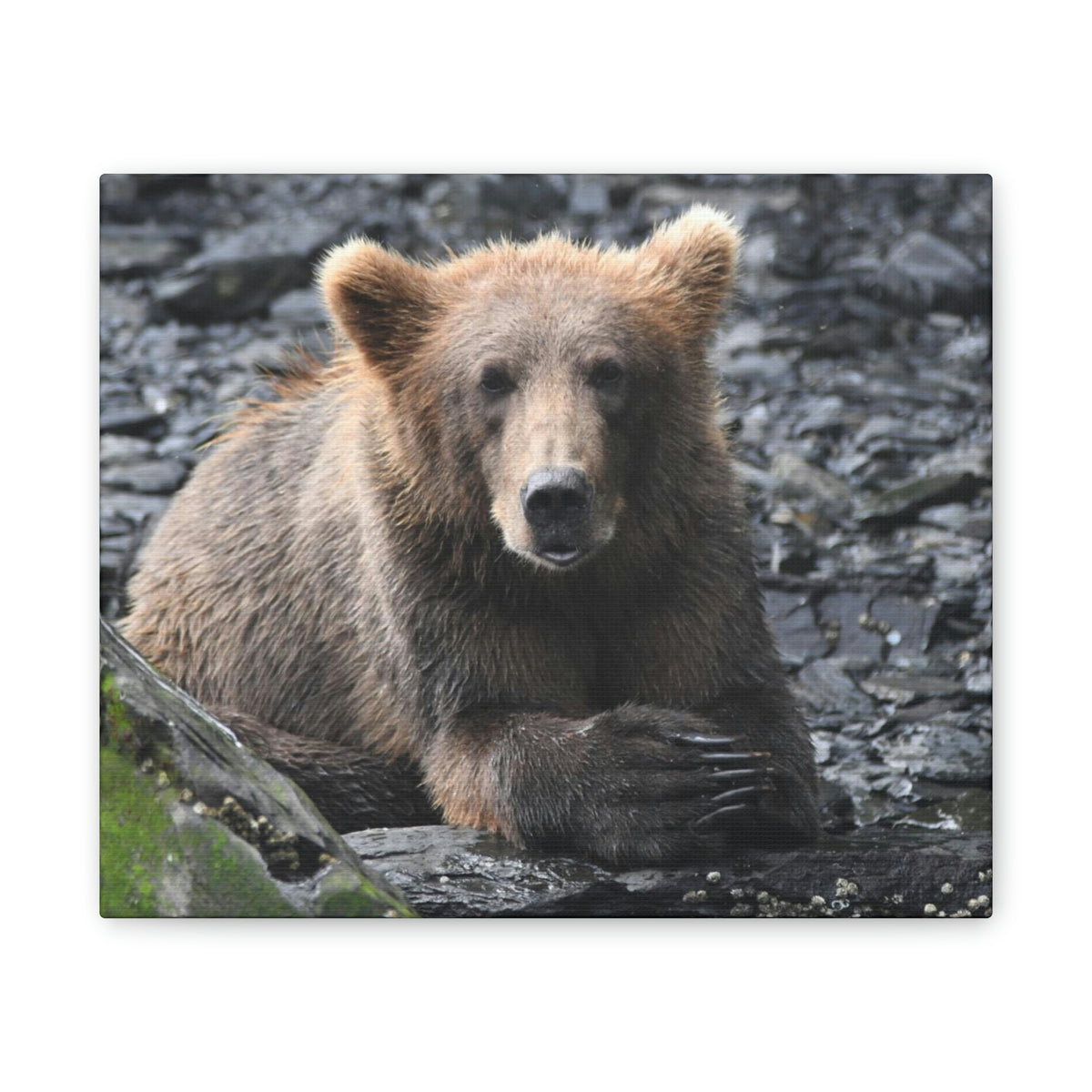 Please Bear Canvas Stretched, 0.75"