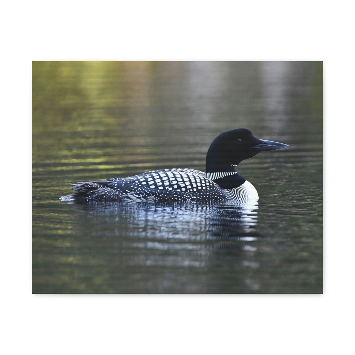 Common Loon Canvas Gallery Wraps