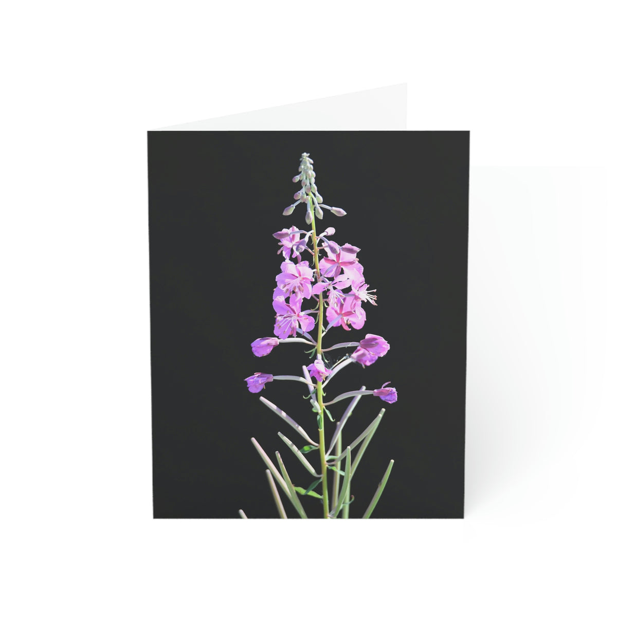 Fireweed Greeting Cards (1, 10, 30, and 50pcs)