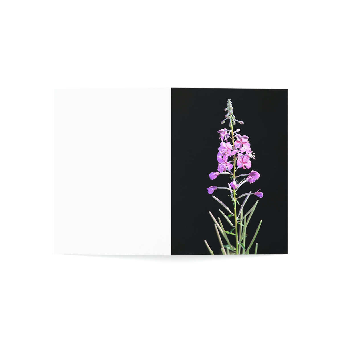 Fireweed Greeting Cards (1, 10, 30, and 50pcs)
