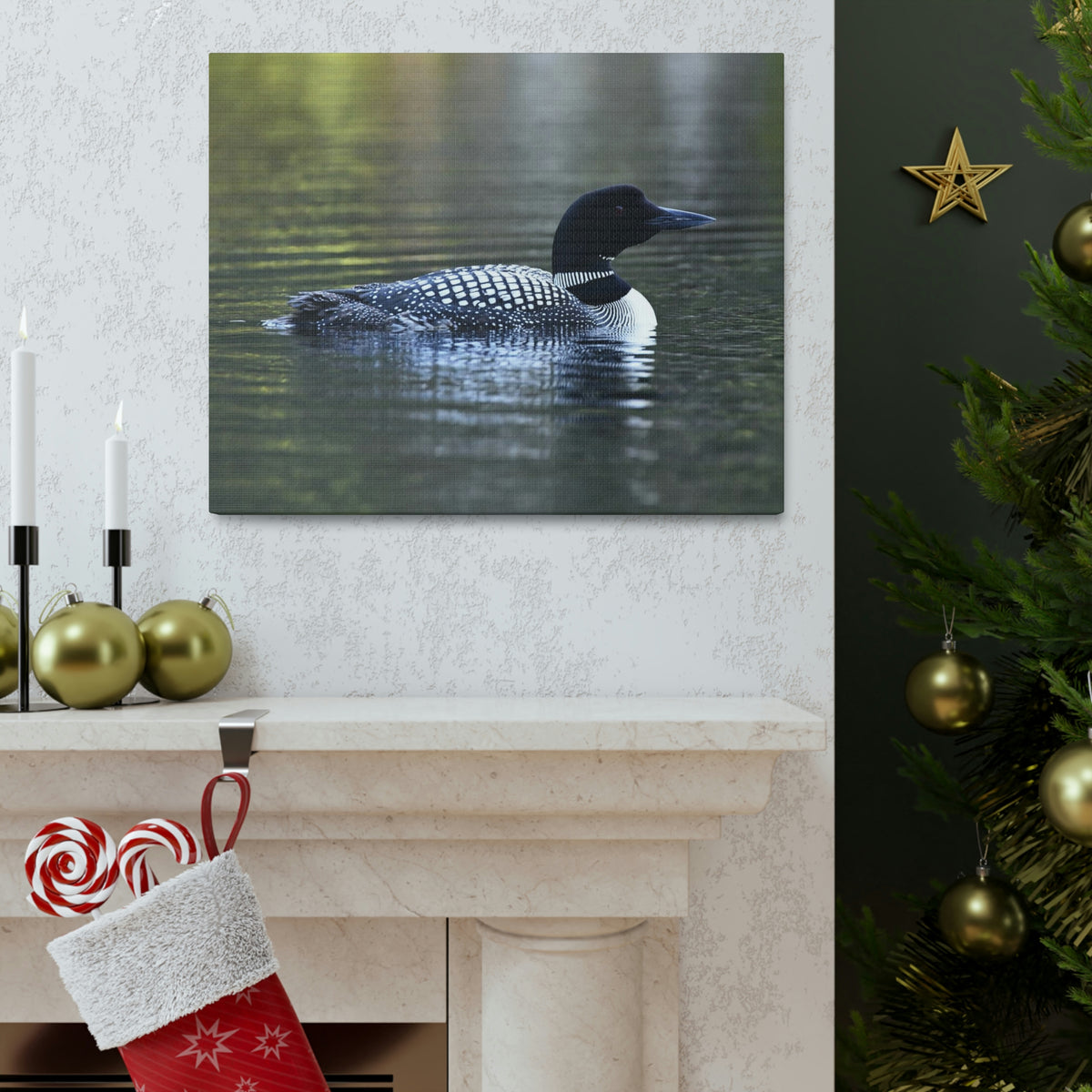 Common Loon Canvas Gallery Wraps