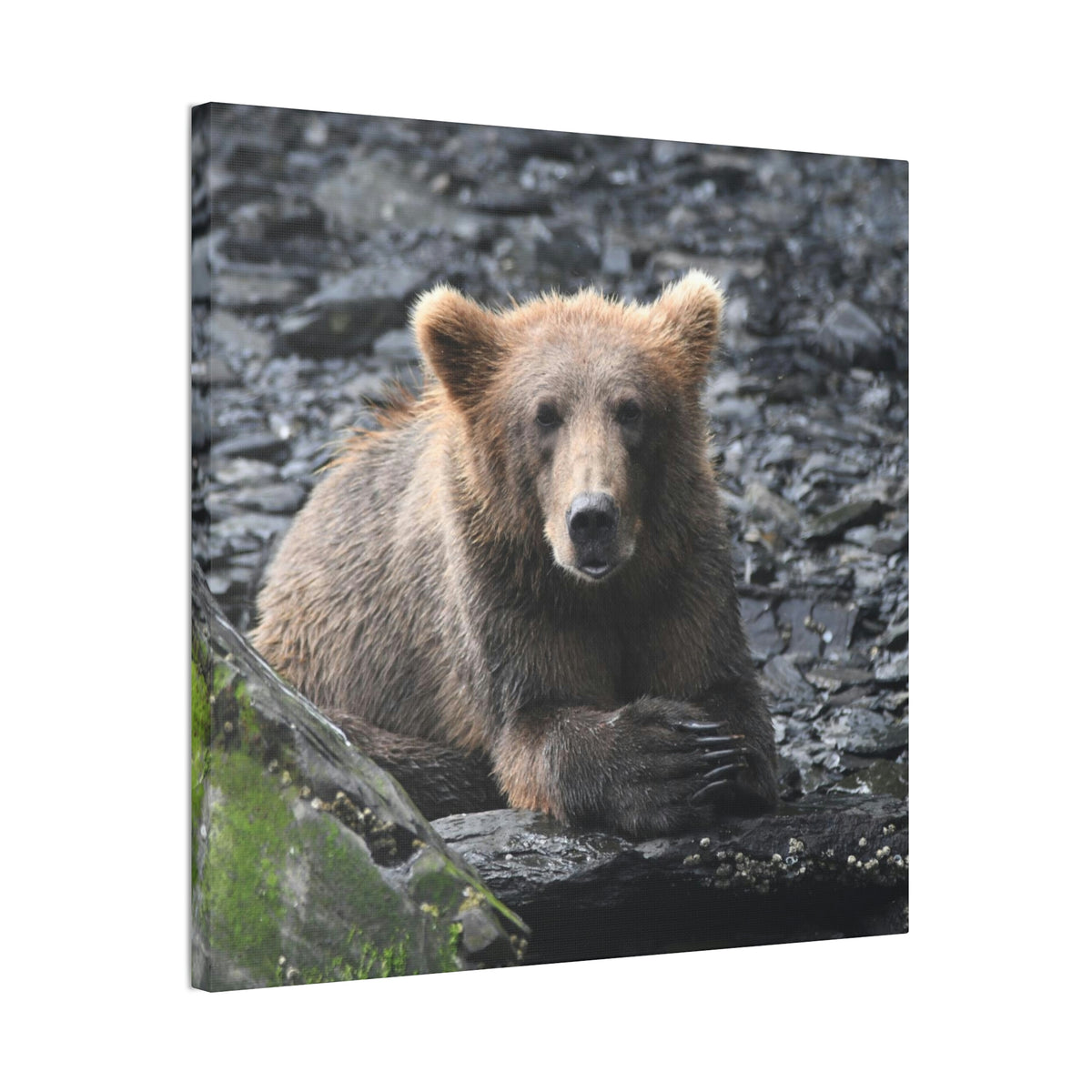 Please Bear Canvas Stretched, 0.75"