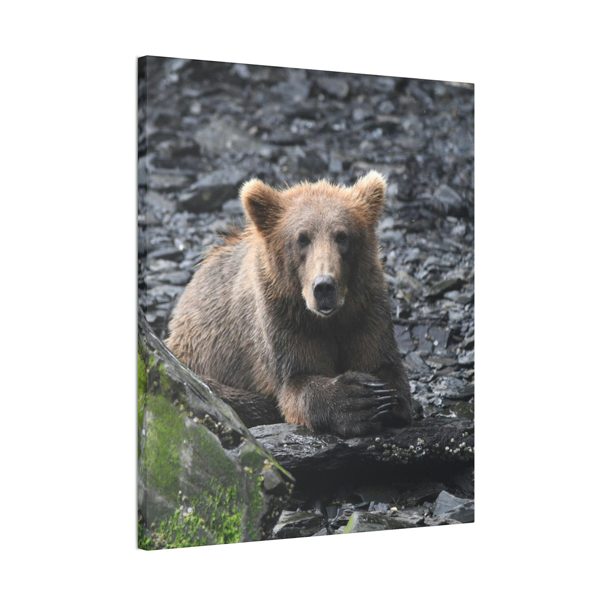 Please Bear Canvas Stretched, 0.75"