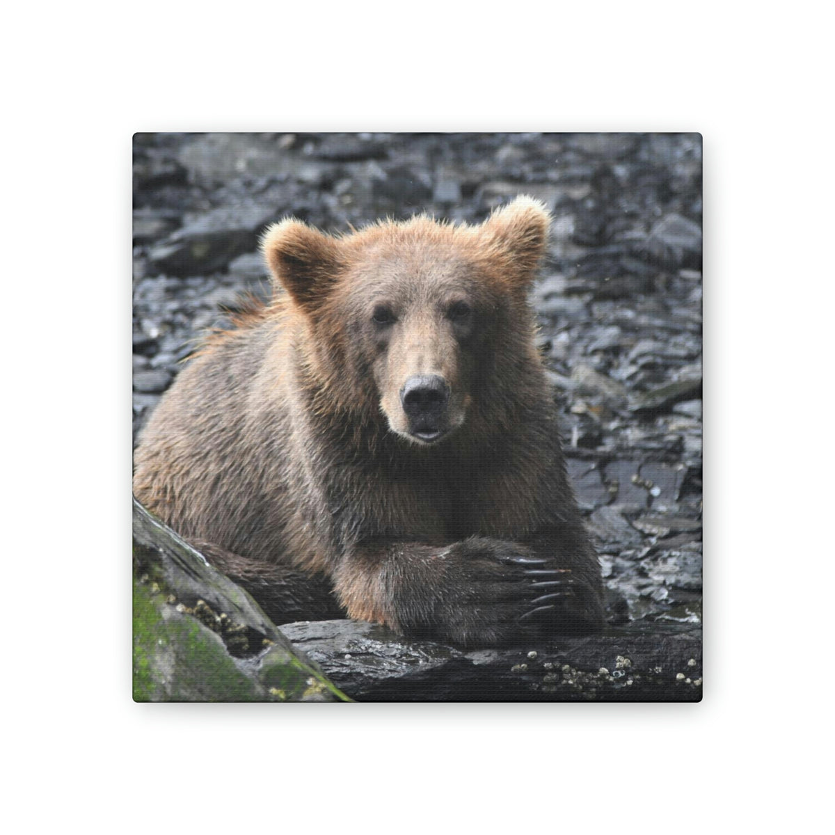 Please Bear Canvas Stretched, 0.75"