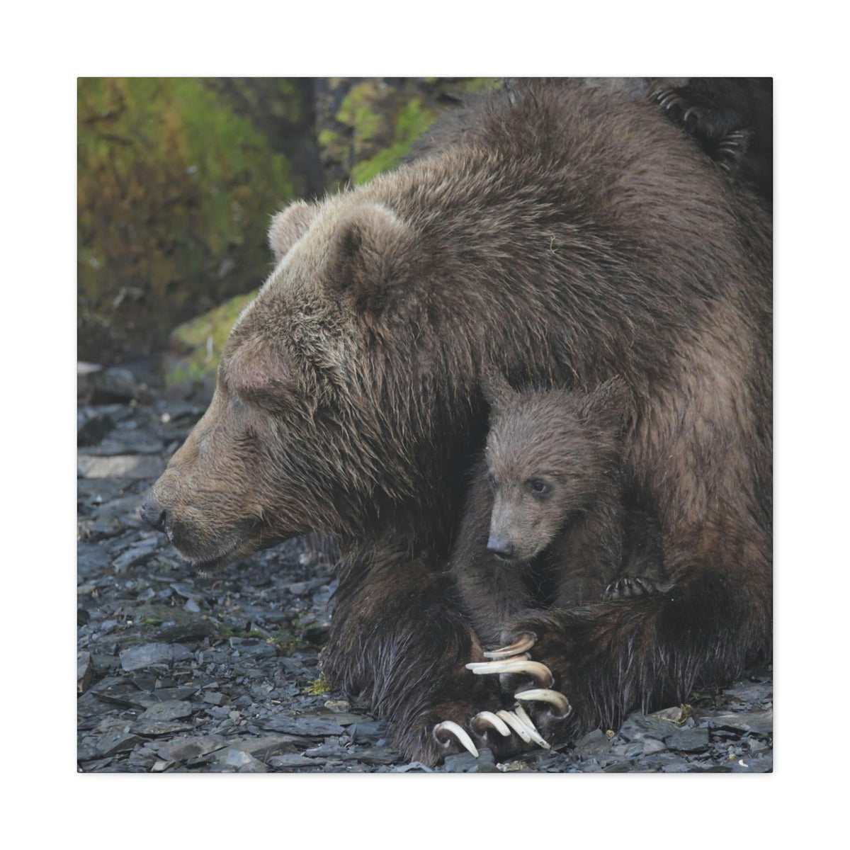 Embracing Sow Classic Canvas