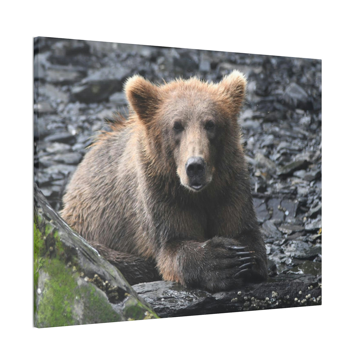 Please Bear Canvas Stretched, 0.75"