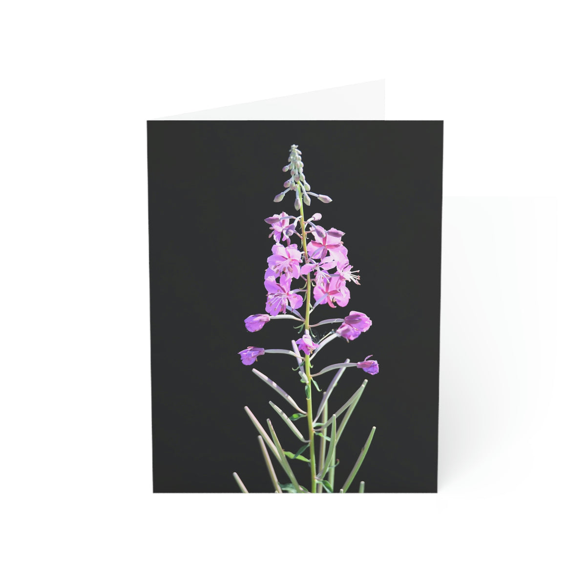 Fireweed Greeting Cards (1, 10, 30, and 50pcs)