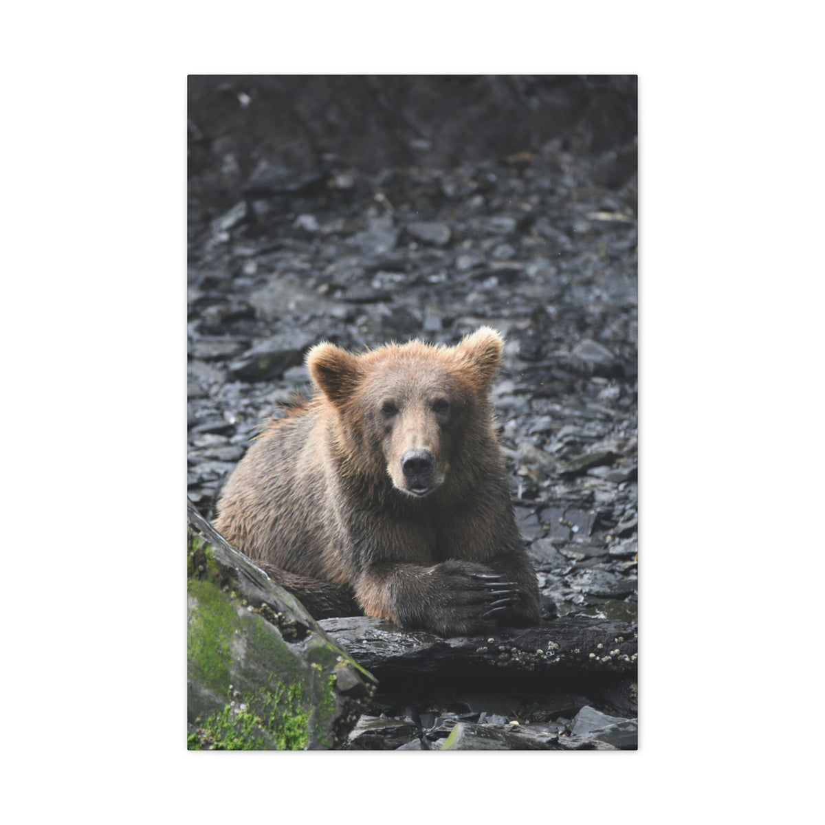 Please Bear Canvas Stretched, 0.75"