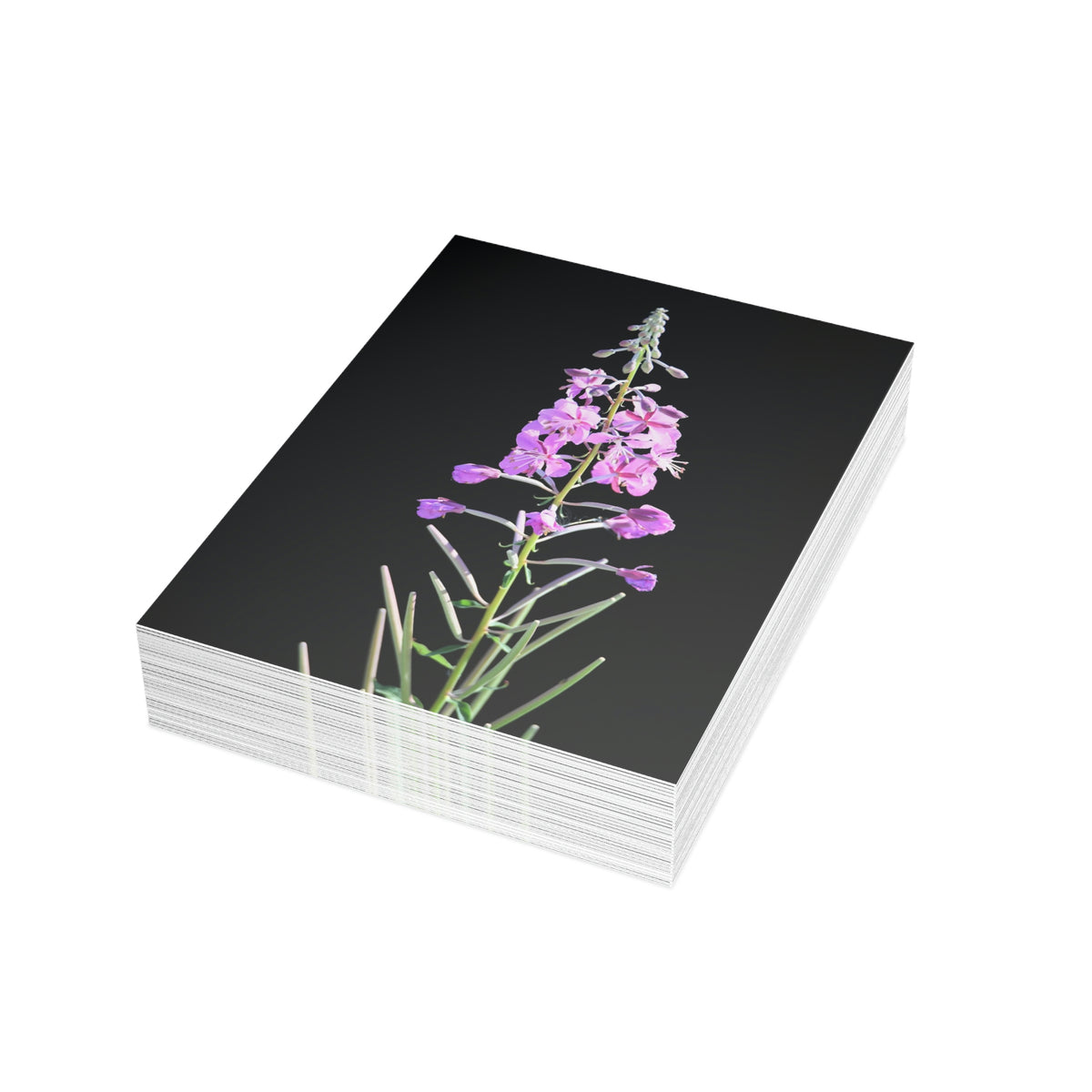 Fireweed Greeting Cards (1, 10, 30, and 50pcs)