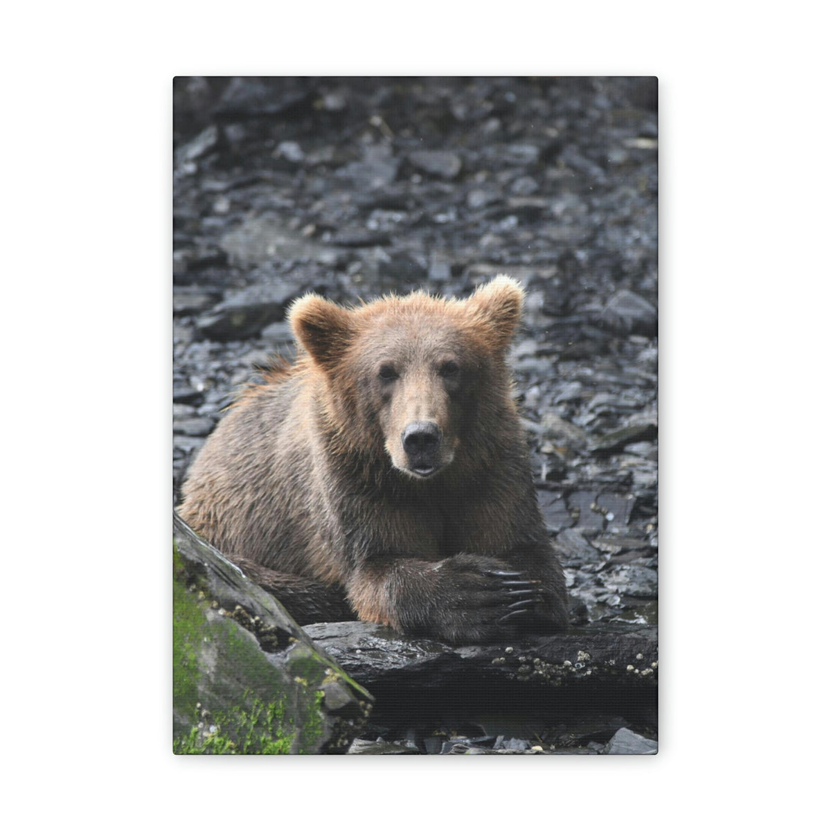 Please Bear Canvas Stretched, 0.75"