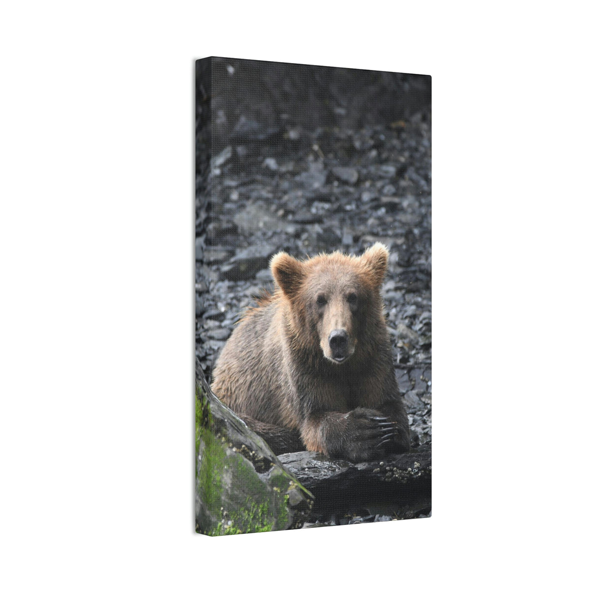 Please Bear Canvas Stretched, 0.75"