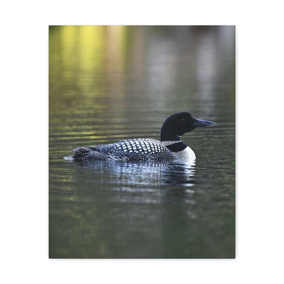 Common Loon Canvas Gallery Wraps