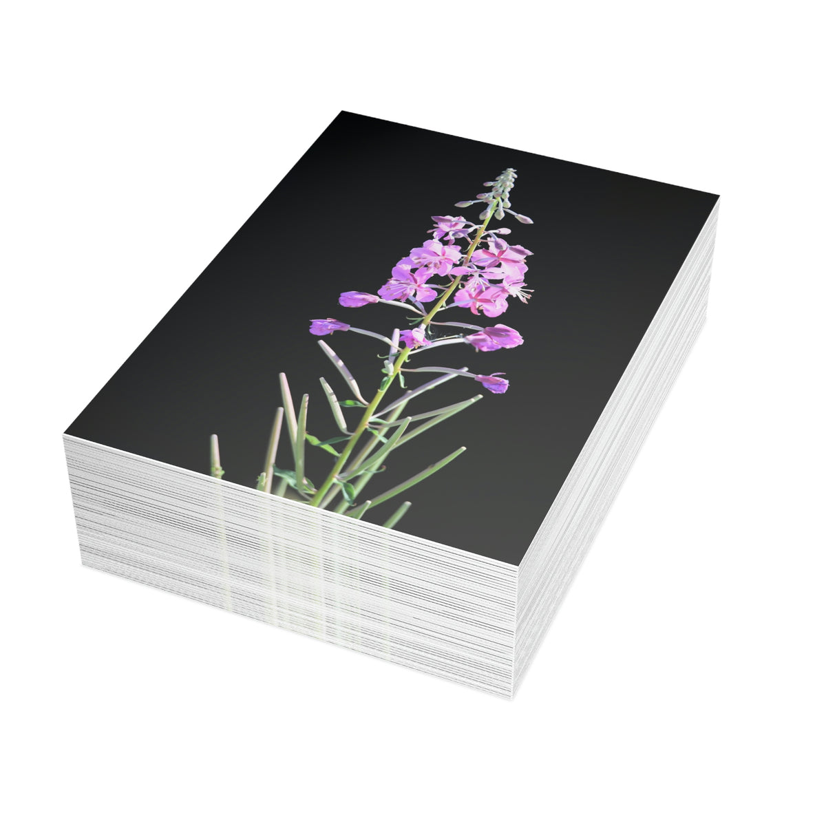 Fireweed Greeting Cards (1, 10, 30, and 50pcs)