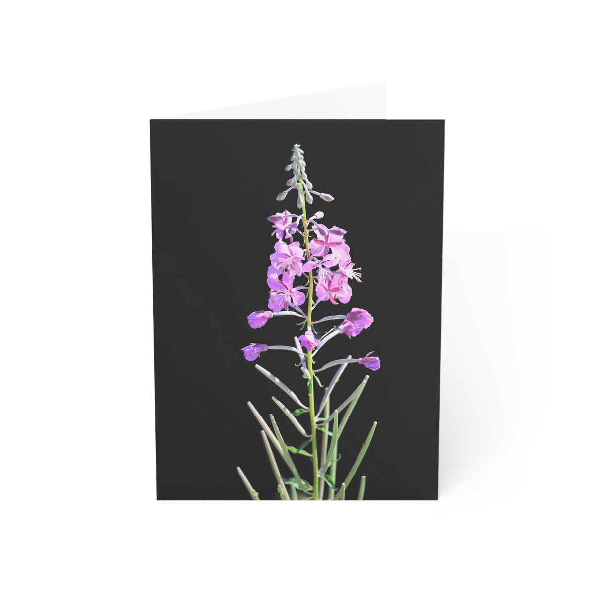 Fireweed Greeting Cards (1, 10, 30, and 50pcs)