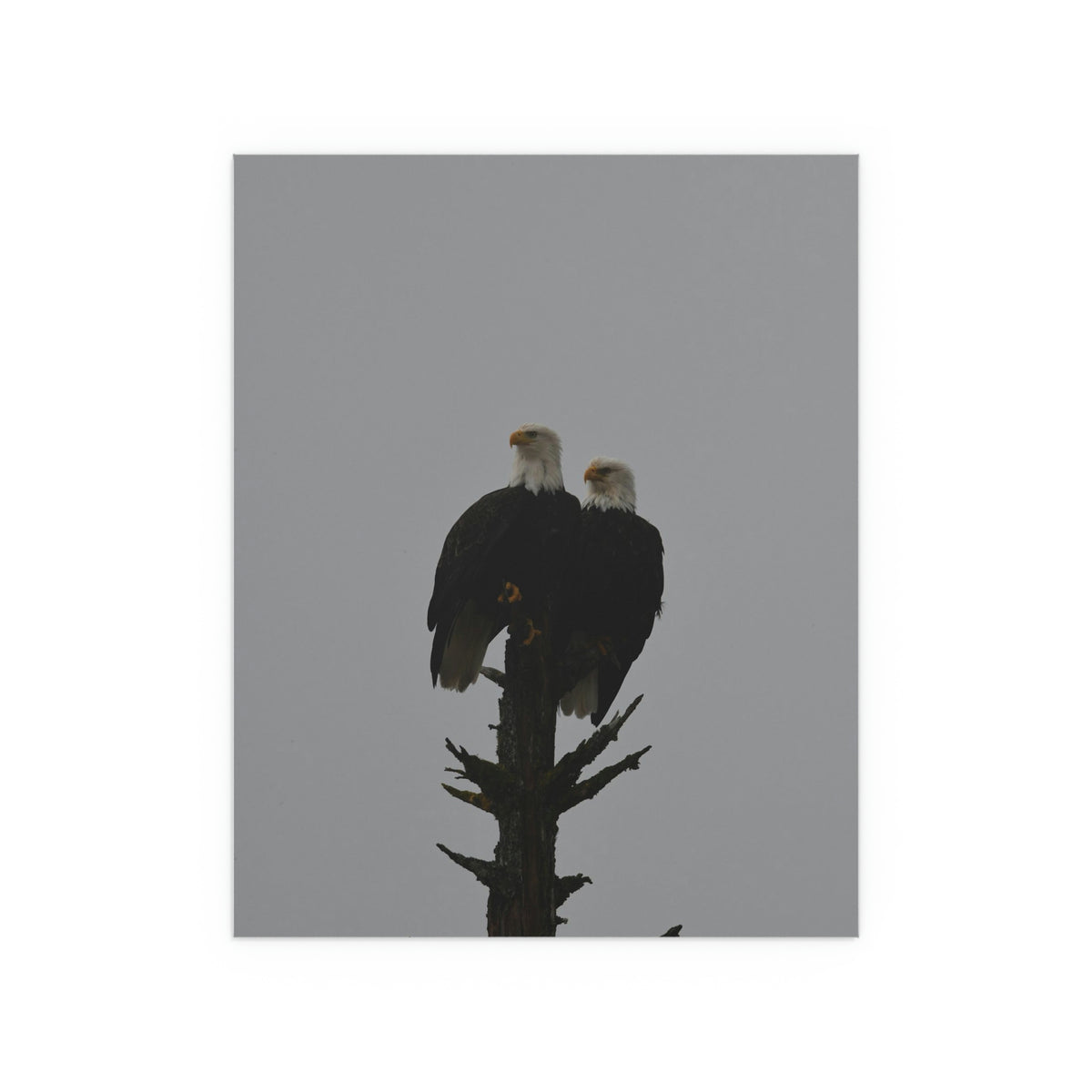 Bald Eagle Pair Fine Art Posters