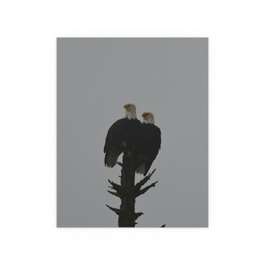 Bald Eagle Pair Fine Art Posters