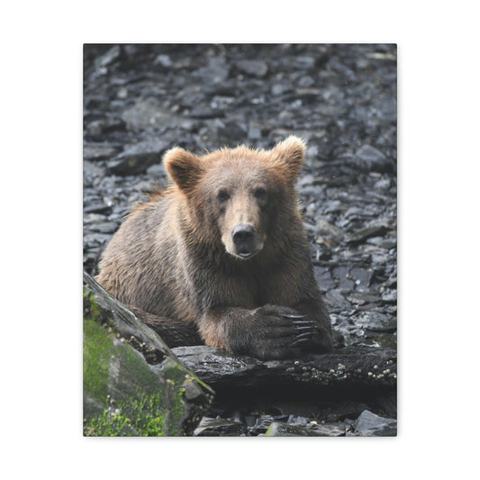 Please Bear Canvas Stretched, 0.75"