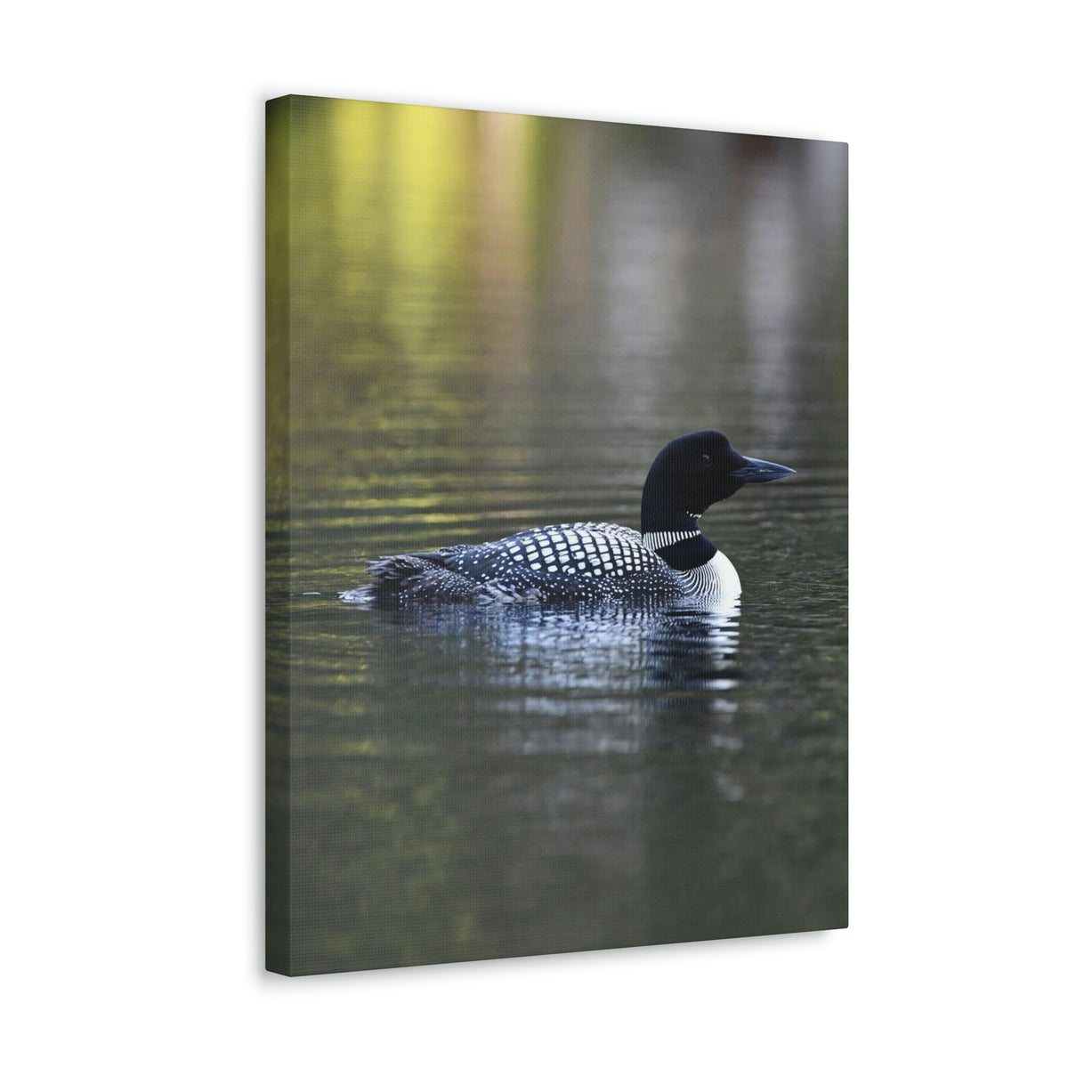 Common Loon Canvas Gallery Wraps