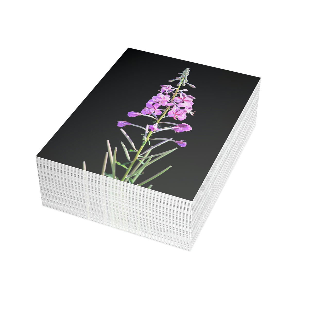 Fireweed Greeting Cards (1, 10, 30, and 50pcs)