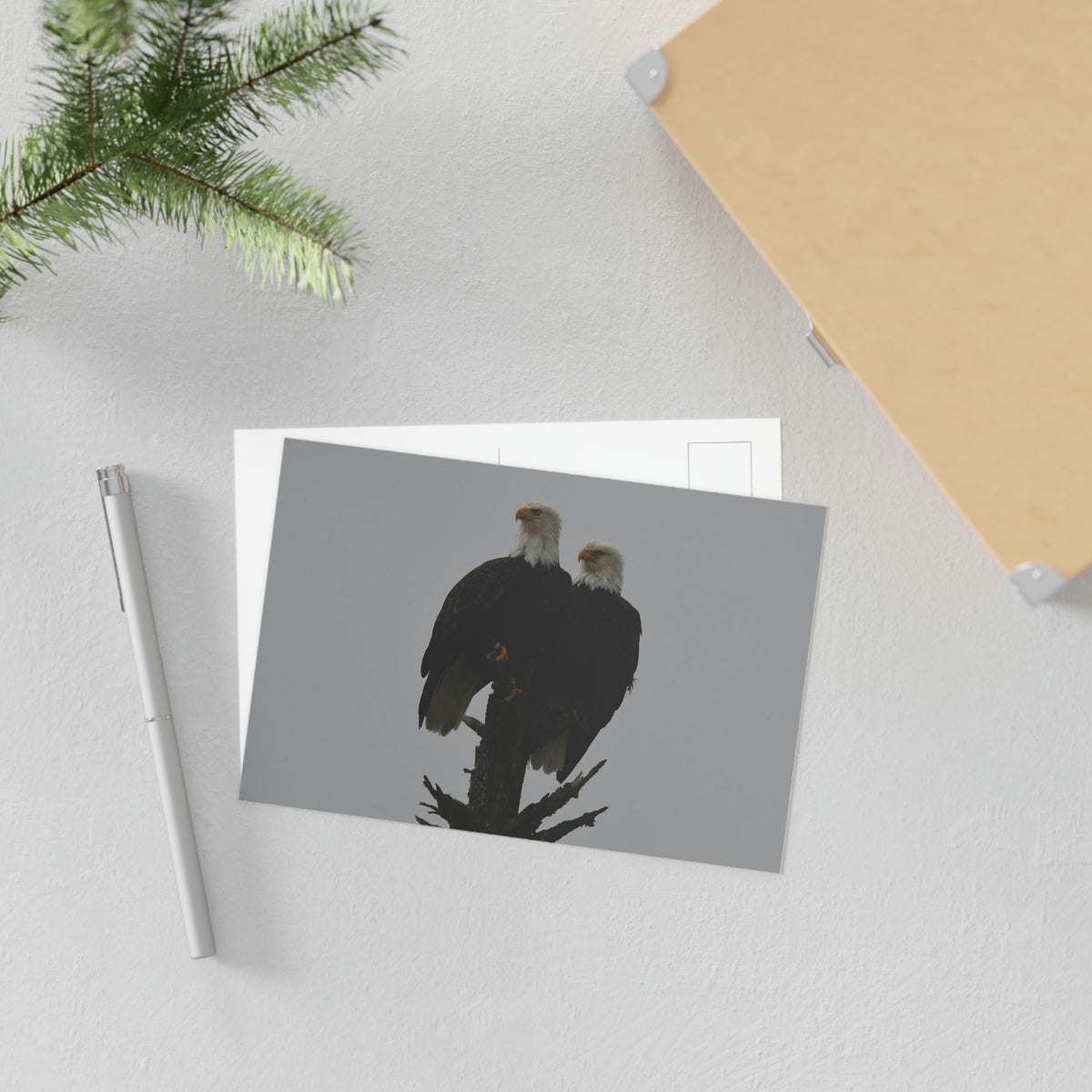 Bald Eagle Pair Fine Art Postcards
