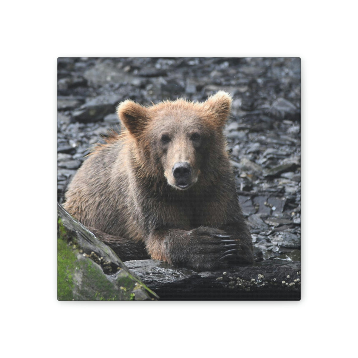 Please Bear Canvas Stretched, 0.75"