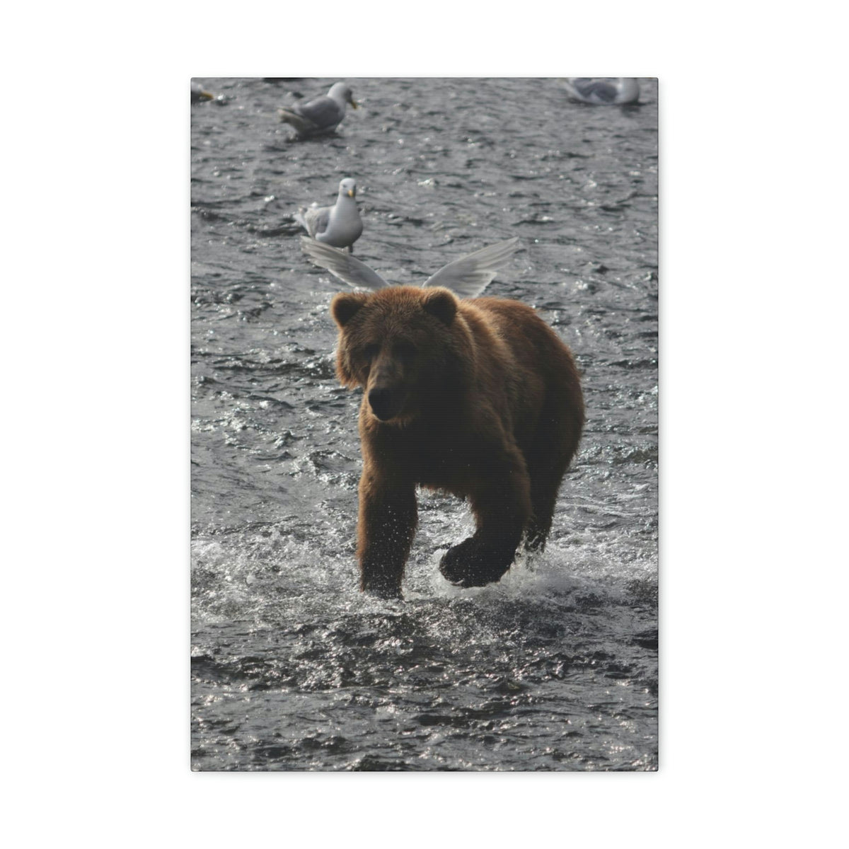 Angel Bear Classic Canvas