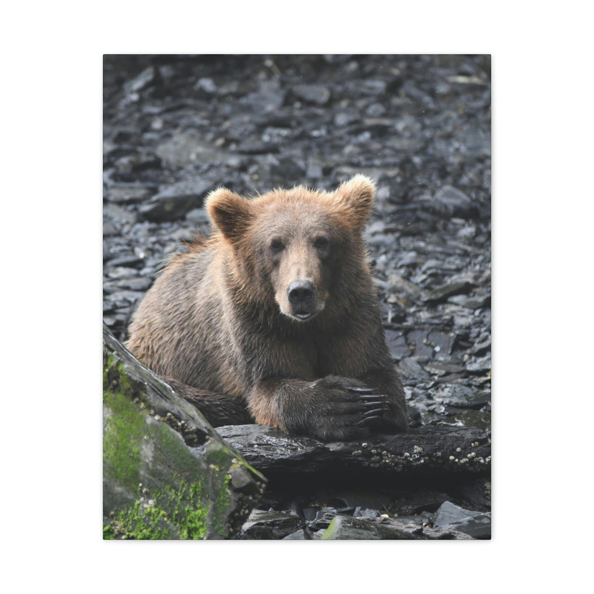 Please Bear Canvas Stretched, 0.75"