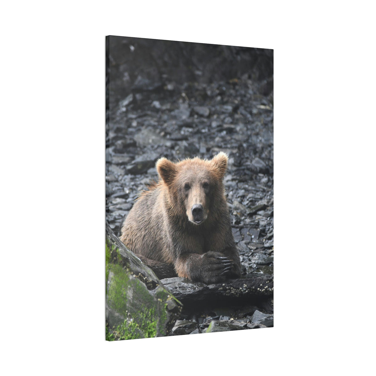 Please Bear Canvas Stretched, 0.75"